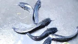 Catfish important Facts You didn't know | Today's Special