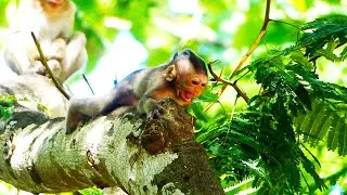 Bella Baby Is Crying So Louder On The High Tree, Mother Barry Sitting Below The Tree