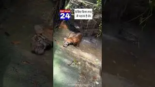 Tiger bath #tiger #bathing #forest #waterfall #tigervideo #pets #tigers