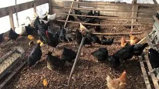 Managed Biology of our Deep Bedding Produces Healthy Chickens & Ducks