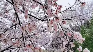 Sakura (Cherry Blossom) With Snow