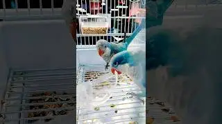 Blue Monk Parrots | Blue Quaker Parrots #shorts