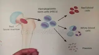Red bone marrow #medicine #india #short #neet #neetpg #anatomy #factures #treatment #physiology 