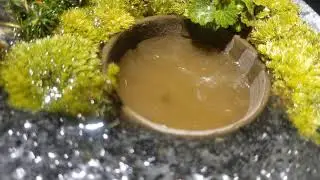 零成本自制禅意苔藓盆栽，放一个小茶盏，不怕苔藓干死也不怕浇死
