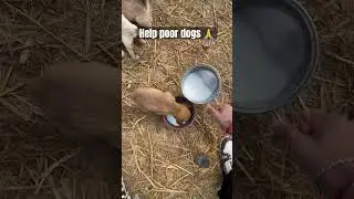 Always help poor dogs 🥲🙏 | keep support ❤️ | #doglover #helpdogs #helpanimal #dogs #dog