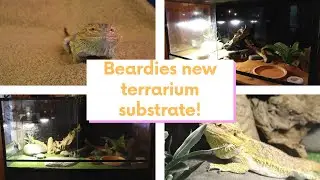 Changing Maggie's Terrarium | Bearded Dragon | Terrarium Substrate | Reptile Sand