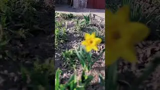 #cinematic #iphone #spring #flowers #prodigy #outofspace #retro #tv