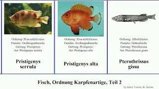 Fisch, Ordnung Karpfenartige, Teil 2 lungenfisch fish eos alta australis laevis sinensis nebulosa