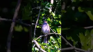 Пение,  домовый воробей (лат. Passer domesticus)