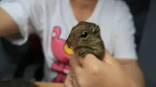 Клубника для белка Ака