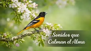 Pájaros en Armonía | Sonido Suave de Agua y Aves para Relajarse 🕊️💧