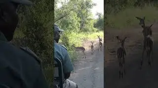 POV: Driving Through the African Bush on Safari 🛻🌿