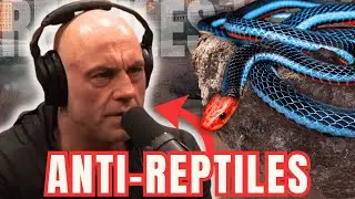 Джо Роган НЕНАВИДИТ рептилий? Запрет на тегу и игуан возвращается | Reptiles With (Подкаст о репт...