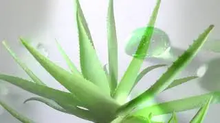 Bio Cosmetics