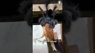 Goliath Birdeater 🕷️ Bigger Than Your HAND!