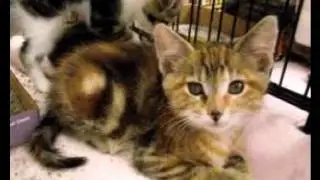 Stop Animal Abuse! {ASPCA support video}