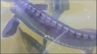 Huso   #aquaculture #azerbaijan #sahibkar #azərbaycan #sahibkarlıq #sturgeon #fishing #fish #shorts