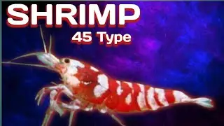 45 Amazing Types Of Shrimp Species, Rare And Commen Shrimp A to Z