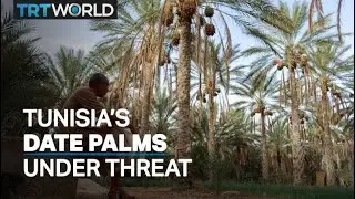 Tunisia's finest dates at risk of disappearing due to climate crisis