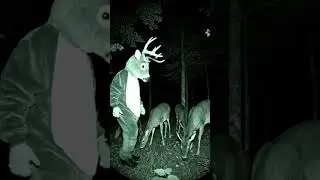 Trail cam footage, night vision, a herd of deer grazing in a forest at night.