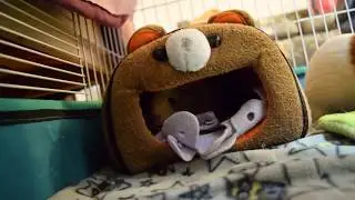 guinea pig cage tour - 2019