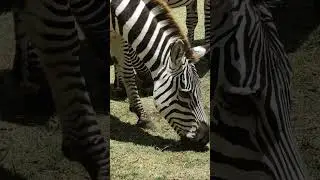 Zebra grazing 🦓🦓🦓🦓