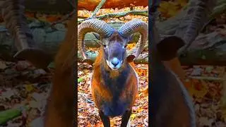 Mouflon European mouflon very beautiful Animal