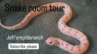 hognose snake collection            #snaketime #reptiles #hognosesnake #plainshognose