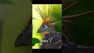 Hoatzin Bird Fun Facts 🐦🐦🤮🤮