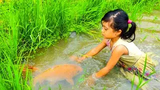 amazing hand fishing video  - Smart girl catching fish by hand  from mud water