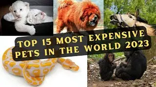 Top 15 Most Expensive Pets in the World 2023 #pets #expensivepets #top10 #viralvideos  #petsanimlas