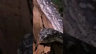Surviving Brazil's Snake Island #snakeisland #brazil #snake #shorts