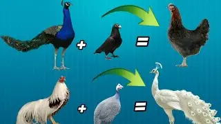 Peacock + Pigeon = Hen 🔥 Chicken Cross Breeding ✨ | Aseel Cross Breeding #pets #petshub #petsvlog 