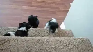 Havanese puppies 7 weeks go up and down stairs