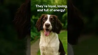 Should you buy a springer spaniel?