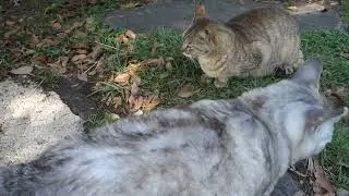 【Cat Video】 meowmeow Happy #cat  #cats  #cute