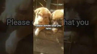 please donate #dogrescue #puppy #cute #uk #pets #usa #funny #canada #love