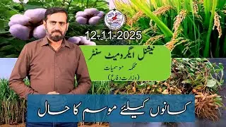 Прогноз погоды для фермеров в Пакистане | 12 ноября 2025 г. | PMD Agriculture Weather Update
