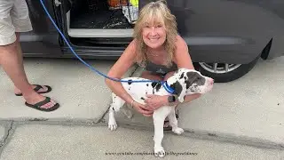 Love At First Sight Of 9 Week Old Harlequin Great Dane Puppies - Puppy Love