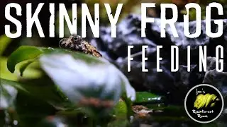 Fire Belly Toad Setup & Fattening Up My Skinny Fire Bellied Toad