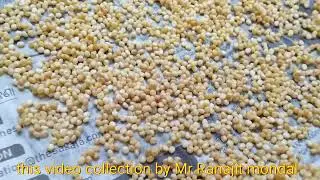 Tasar Butterfly eggs Drying Process