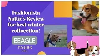 Best winter collection👍🏻// dog view//#beagle #dog #wintercollection #review #Dogview #funny