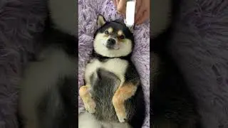 🌟 A Day in the Life of a Pampered Pup! 🐾