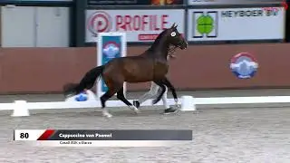 CAPPUCCINO VAN PAEMEL (Casall x Darco x Randel Z) NRPS goedgekeurde ponyhengst springen 2023