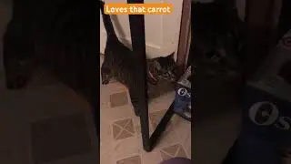 It&rsquo;s funny how cats have their favorite toy. Oogie loves her carrot!
