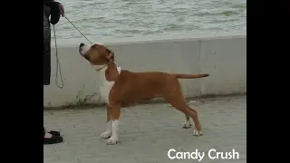 BodyBull Helikon Candy Crush