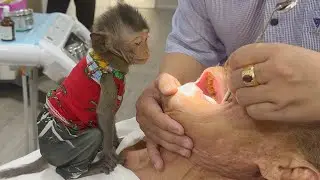 Monkey baby Bob worries and watches Grandpa make his teeth