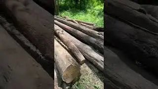 Port A Winch pulled these logs!!