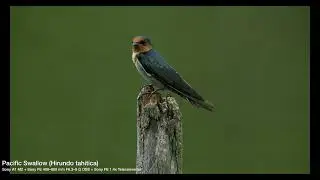 Pacific Swallow (Hirundo tahitica)  | Sony A1 M2 + Sony FE 400&ndash;800 mm F6.3&ndash;8 G OSS + Sony FE 1.4x TC