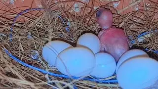 Birds Lover is live! #zebrafinches #animals #birds #